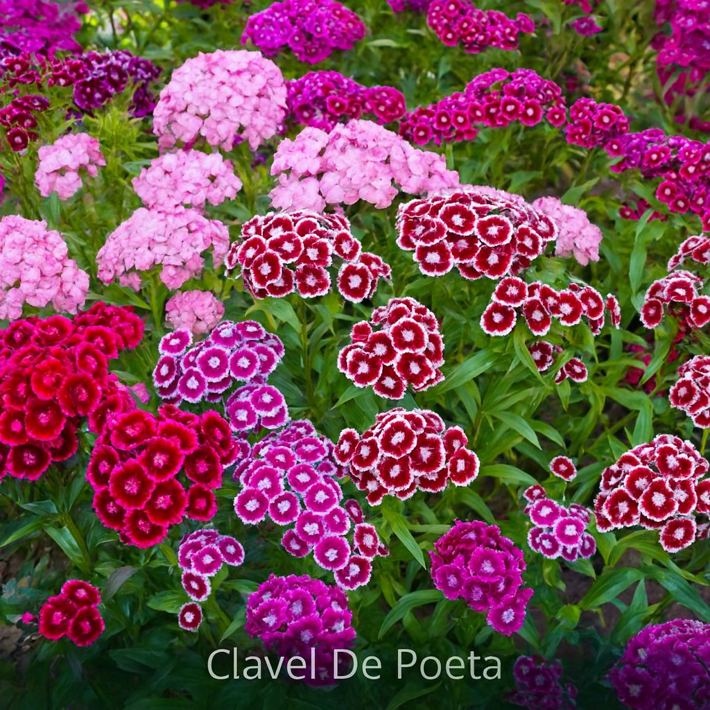 100 Semillas Mix de Flores 4 Estaciones